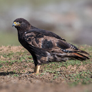 Bale Mountains - Sanetti - Augur buzzard